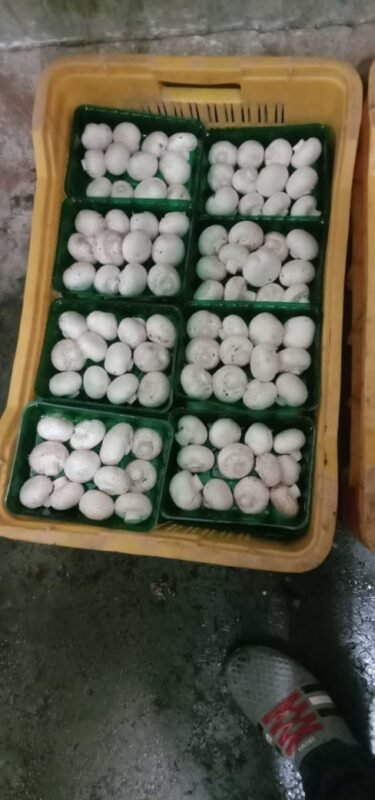 fresh button mushrooms in Nagpur